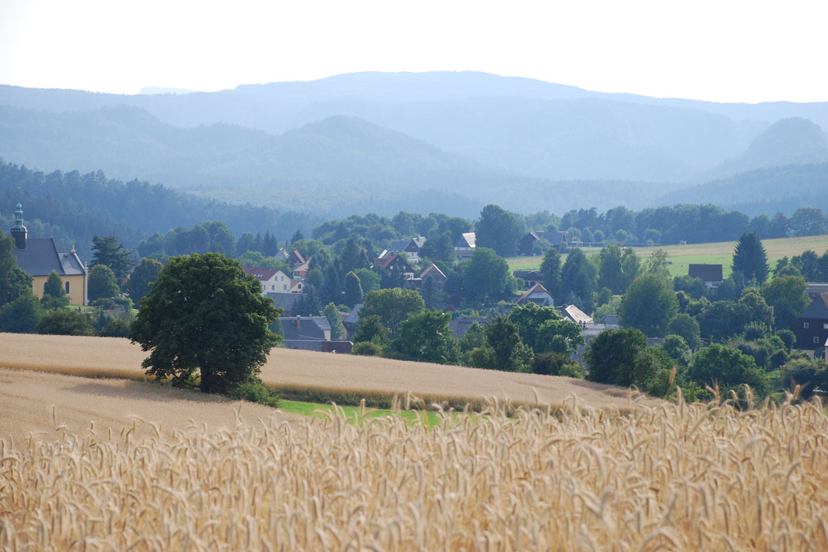 Getreidefeld in der Sächsischen Schweiz