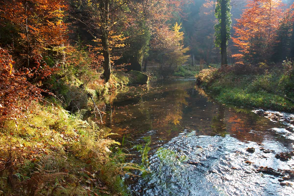 Herbstimpression am Fluss
